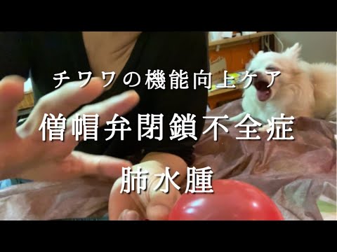 人間における犬の9つの病気