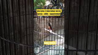 Download lagu Muraibatu isian cililin greja tarung dan kapastembak #rajanabirdfarm #pancinganmuraibatu #muraibatu mp3