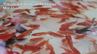 preview picture of video 'Yokosuka Sangyo Festival, Mikasa Park - Kingyo Sukui (Goldfish Scooping)'