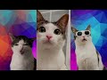 1 Hour Crunchycat Luna Cat Eats Crunchy Things