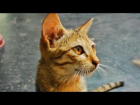 Interesting cat reaction and exercises