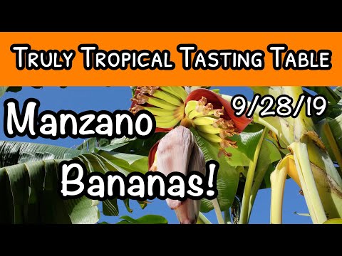 download lagu mp3 mp4 Manzano Banana, download lagu Manzano Banana gratis, unduh video klip Manzano Banana