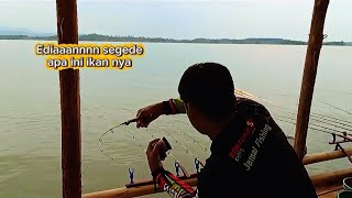Download lagu 😱😱😱 Ediaannn tarikan ikan nila purba sadawarna joran sutet saya hampir patah || mancing sadawarna!! mp3 Download lagu 😱😱😱 Ediaannn tarikan ikan nila purba sadawarna joran sutet saya hampir patah || mancing sadawarna!! mp3