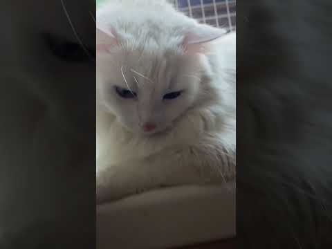 李大宝 #cat 迷惑瞬间 #funny