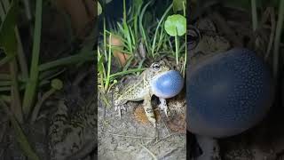 Download lagu 6 jenis suara katak #shortvideo mp3