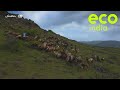 Eco India Home To Dhangar And Deccani Sheep Saswad S Grasslands Face An Uphill Battle For Survival