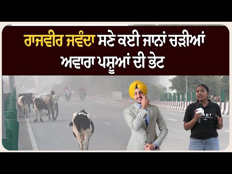 ਰਾਜਵੀਰ ਜਵੰਦਾ ਸਣੇ ਕਈ ਜਾਨਾਂ ਚੜੀਆਂ ਅਵਾਰਾ ਪਸ਼ੂਆਂ ਦੀ ਭੇਟ
