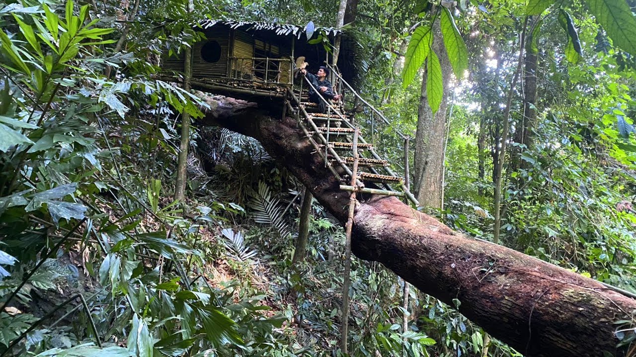 Full Video 1 Month Solo Bushcraft. Build a box-shaped house on a tree. Survive in the Wild.