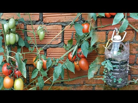 , title : 'Garden Ideas Growing Tomatoes Upside Down'