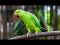 Amazing Bolne Wale Toty Talking Parrot Ring Neck Parrot Parrot Viral Video