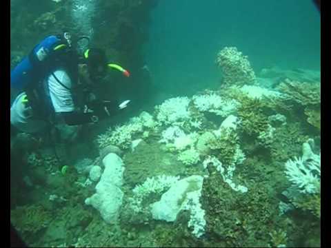 Our corals are bleaching - part 1 - kuwait dive team