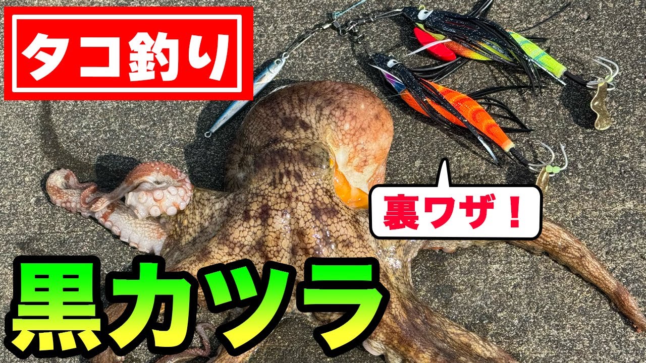 【タコ釣り】黒カツラ？ 釣れるのには意味がある！タコエギ簡単カスタムでタコ爆釣の裏技！