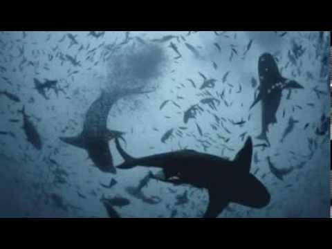 Eric Serra - Remembering A Heart Beat ( Le Grand Bleu ) ( The Big Blue )