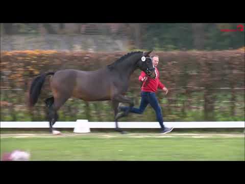 Armstrong - Siegerhengst der Westfälischen Körung 2020