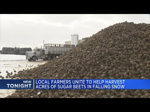 Local farmers unite to help harvest acres of sugar beets in falling snow
