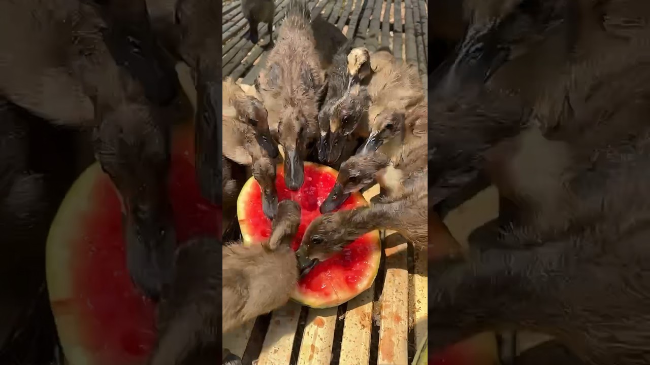 It’s hot outside give my ducklings some watermelon 🍉🍉 😍😍#shortvideo #shorts #cute