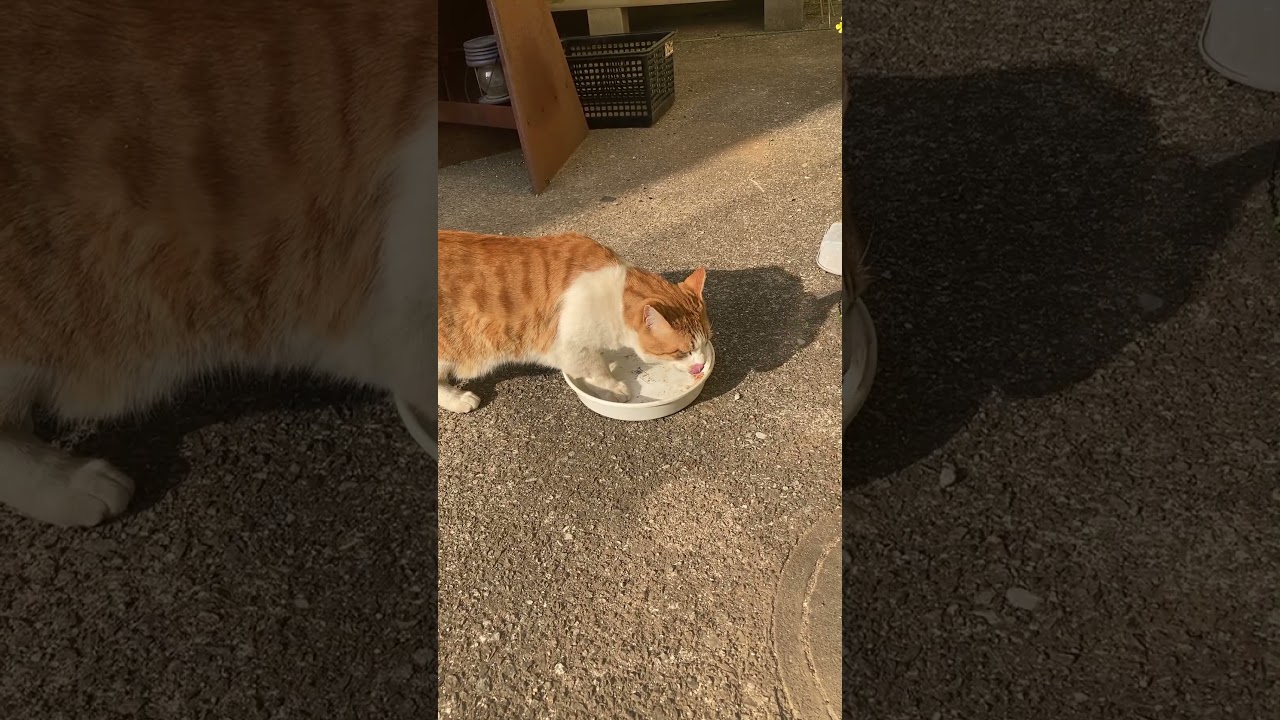 気まぐれな茶色い猫、今日もふらっと来ました　The brown cat dropped by again today, as casually as ever