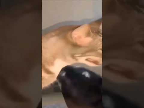 Just Watch it and enjoy #fy #cat #tags #hashtags #cats # #