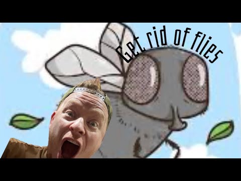 How to GET RID OF FLIES! 🤯
