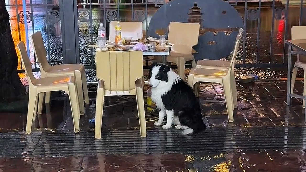 My owner got drunk and left me behind at the BBQ restaurant...