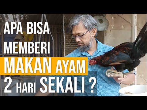 , title : 'Memberi Makan Ayam 2 Hari Sekali, Mungkin Nggak sih  ?  | Tanya Jawab Vlog - 1'