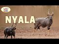 Meet The Nyala Fun Facts For Kids
