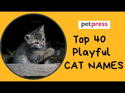 😼 Top 40 Playful Cat Names For Your Active Kittens 🐈 | PetPress