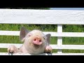 How To Prepare Home For Potbellied Pig Pet Pigs