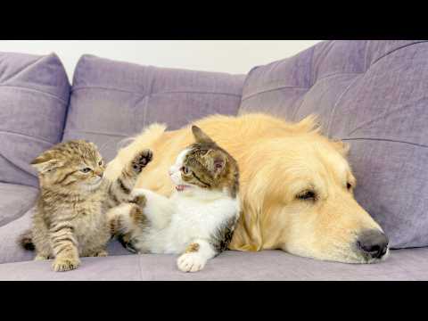 YouTube 썸네일