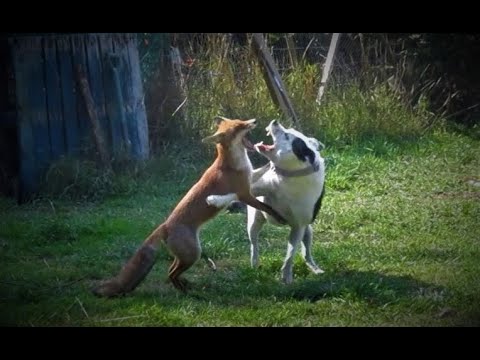 FOX Vs DOG Vs CAT!!!
