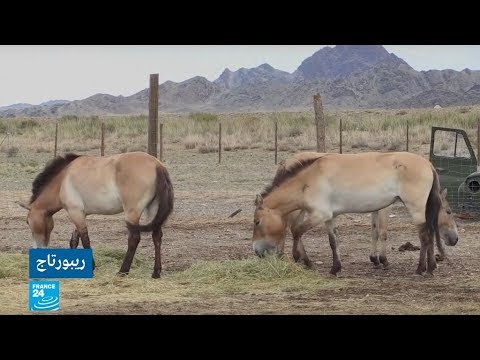 , title : 'خيول برية تقطع آلاف الكيلومترات للعودة إلى موطنها الأصلي في منغوليا'