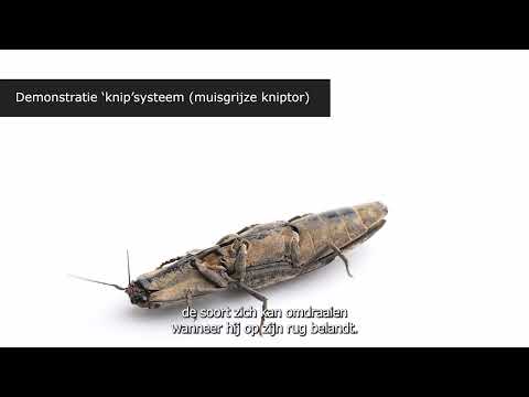 Week van het Bos - veel leven in dood hout