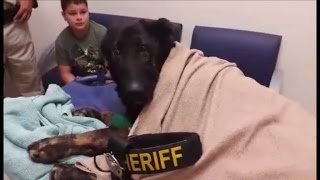 Dying K-9 Officer Gets Heartbreaking Last Call Honor By Police Department