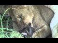 Close Up Lion Pride Feeding On Wildebeest Londolozi