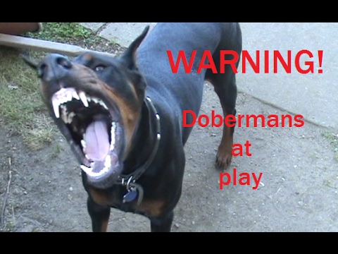 DOBERMAN ATTACKS!!