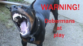 DOBERMAN ATTACKS!!