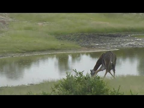 Djuma: Lone Giraffe comes to the dam - 06:58 - 02/06/19