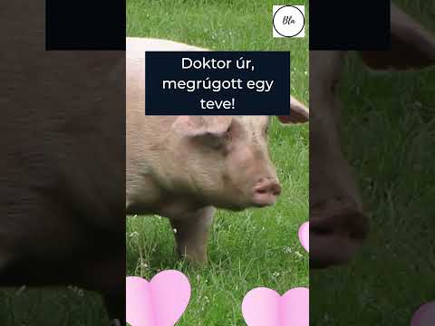 Agresszív #kismalac az orvosnál. #nyuszikát. #tiktok #vicces #aranyos #poénok #viccesvideók #orvosi