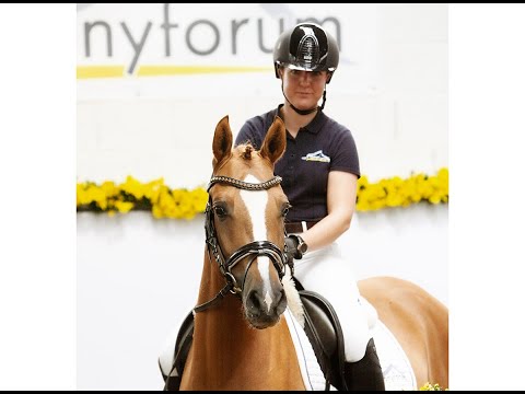 DANNY RED 3j. Stute v. Danny Gold