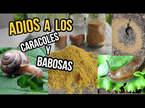 , title : 'ELIMINA CARACOLES y BABOSAS del Jardín y Huerto  Método Casero y 100% Ecológicos, natural'