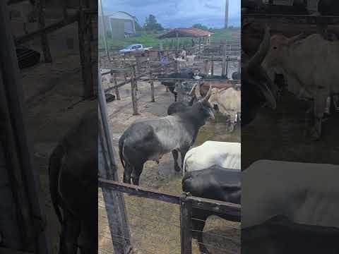 Um leilao diferenciado na cidade de Orizona Goias