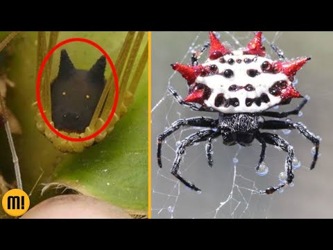 7 aracnídeos BIZARROS que você PRECISA conhecer