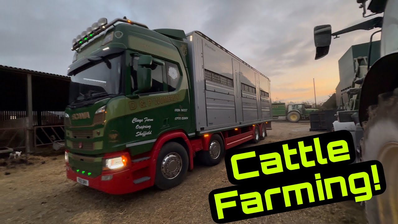 Cattle Clipping! Feeding, Bedding, Big Micks Back! Pedal Tractors London!