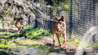 Dinner Time With The Red Wolves