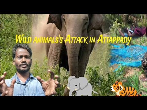 🚨 🐘 WILD ANIMAL'S ATTACK IN ATTAPPADY |SK PLATOON 🍁