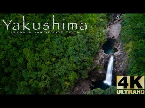 Yakushima : Japan's garden of Eden.