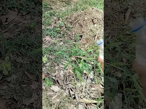 The growth of mazie part 2🔥 #aryaman #plant #mygarden #nature #garden #vegetable