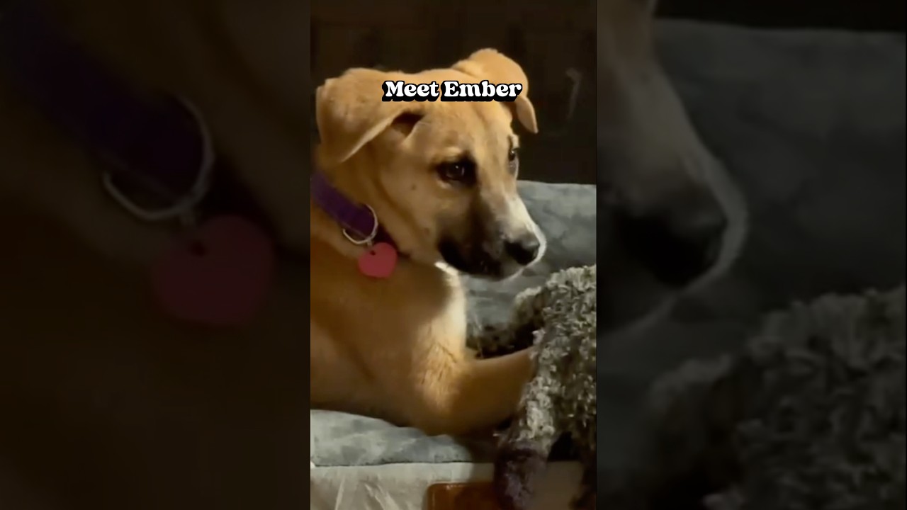 Ember, a Adoptable mixed breed in Van Nuys, CA video 6/6