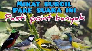 Download lagu Suara Pikat Sogon,Konin,dan Semua jenis Burcil Dihutan Dan DiKebon mp3