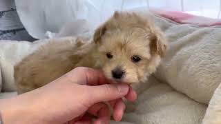 ハーフ犬の動画01